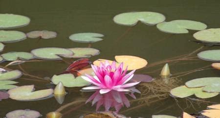 禪詩春有百花秋有月|10首經典古語禪詩——春有百花秋有月，夏有涼風冬有。